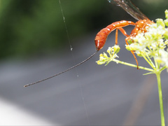 Labeninae