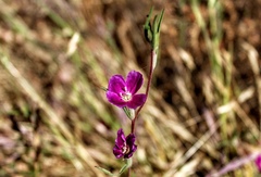 Clarkia purpurea