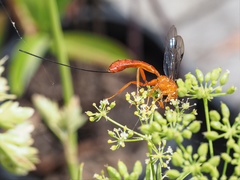 Labeninae