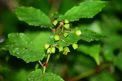 Begonia catharinensis