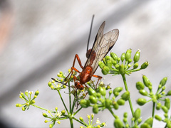 Labeninae