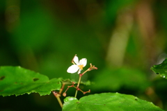 Begonia catharinensis