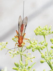 Labeninae