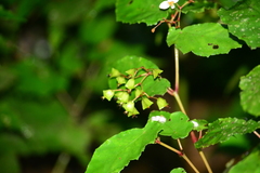 Begonia catharinensis