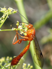 Labeninae
