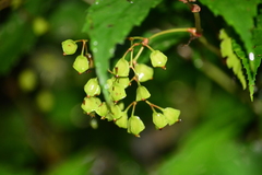 Begonia catharinensis