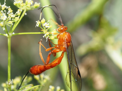 Labeninae