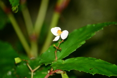 Begonia catharinensis