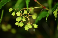 Begonia catharinensis