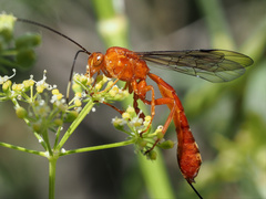 Labeninae