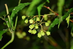 Begonia catharinensis