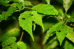 Begonia catharinensis