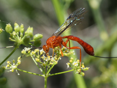 Labeninae
