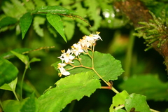 Begonia catharinensis