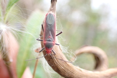 Thunbergia marginata