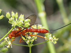 Labeninae