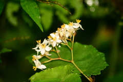 Begonia catharinensis