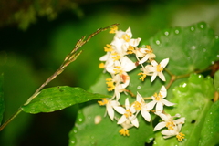 Begonia catharinensis