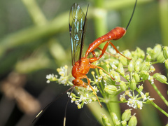 Labeninae