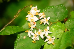 Begonia catharinensis