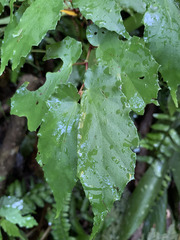 Begonia catharinensis