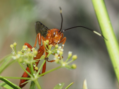 Labeninae