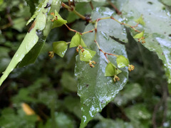 Begonia catharinensis
