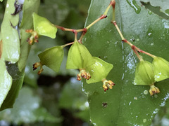 Begonia catharinensis