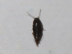 Habrocerus capillaricornis