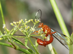 Labeninae