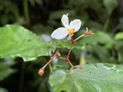 Begonia catharinensis