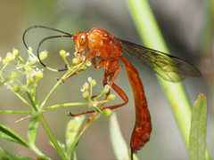 Labeninae
