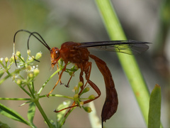 Labeninae
