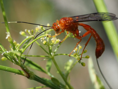 Labeninae