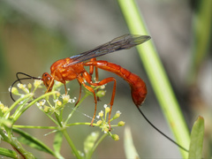 Labeninae
