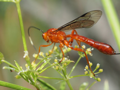 Labeninae