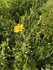 Anacyclus radiatus