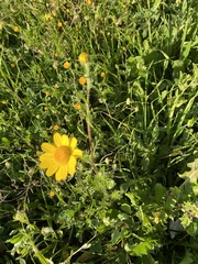 Anacyclus radiatus