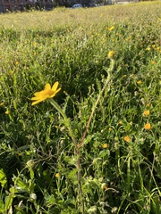 Anacyclus radiatus
