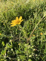 Anacyclus radiatus