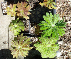 Podophyllum delavayi