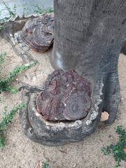 Ganoderma polychromum