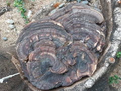 Ganoderma polychromum