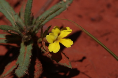 Goodenia sepalosa