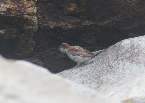 House Sparrow photographed in New Hampshire