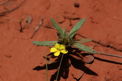Goodenia sepalosa