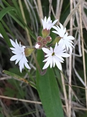 Lithophragma parviflorum parviflorum