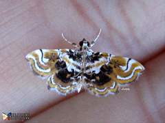 Musotima suffusalis