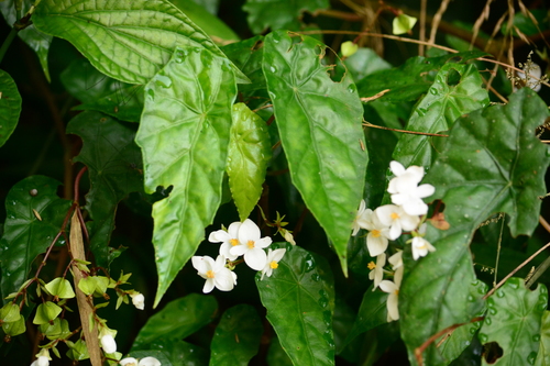 Begonia biguassuensis