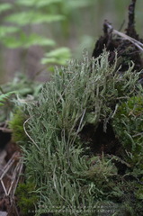 Cladonia cenotea